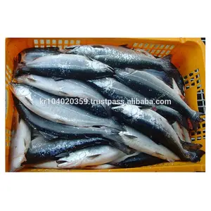 Frozen Fish